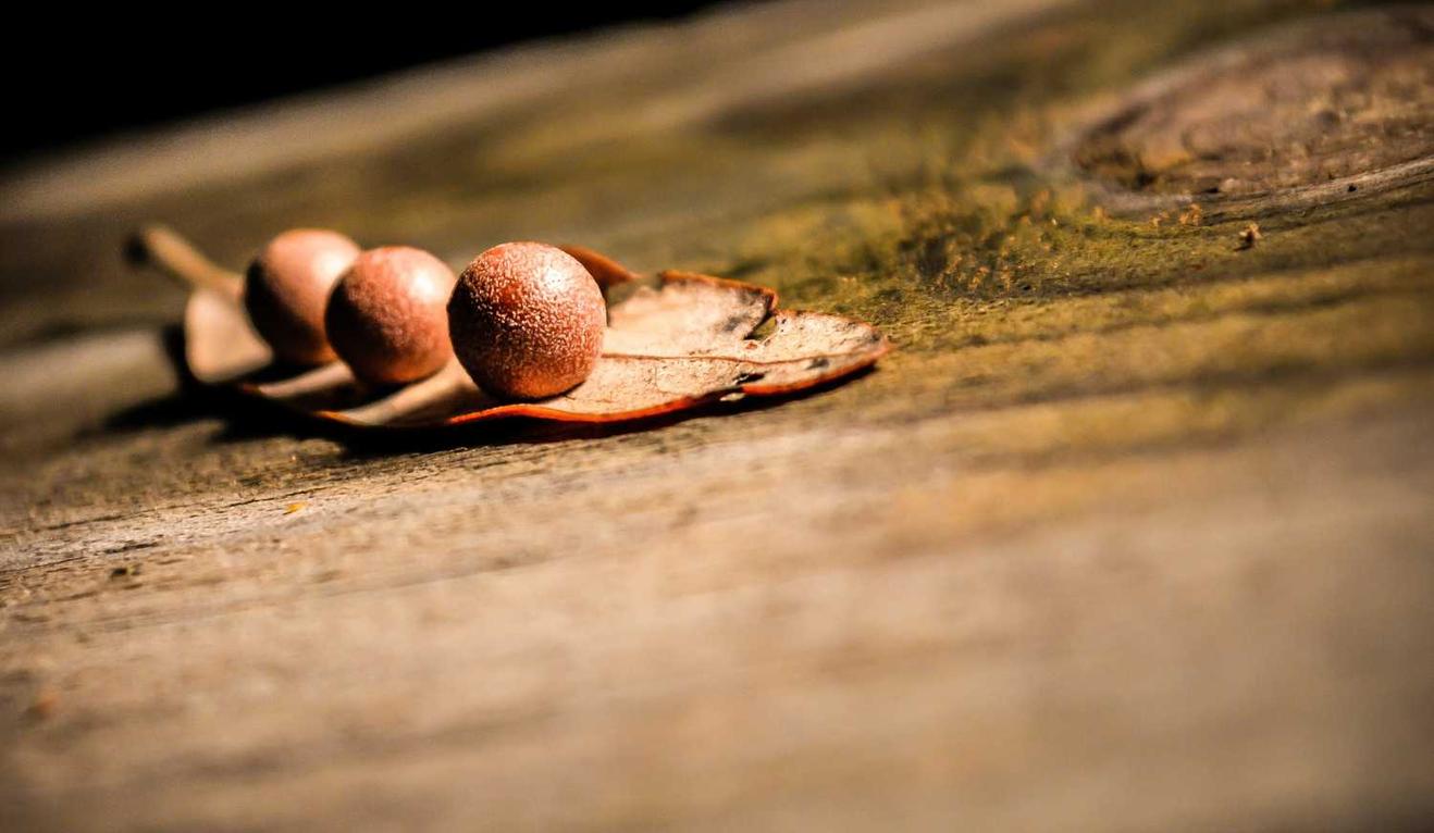 Escape from Tarkov:bt shutter app详情下载教程