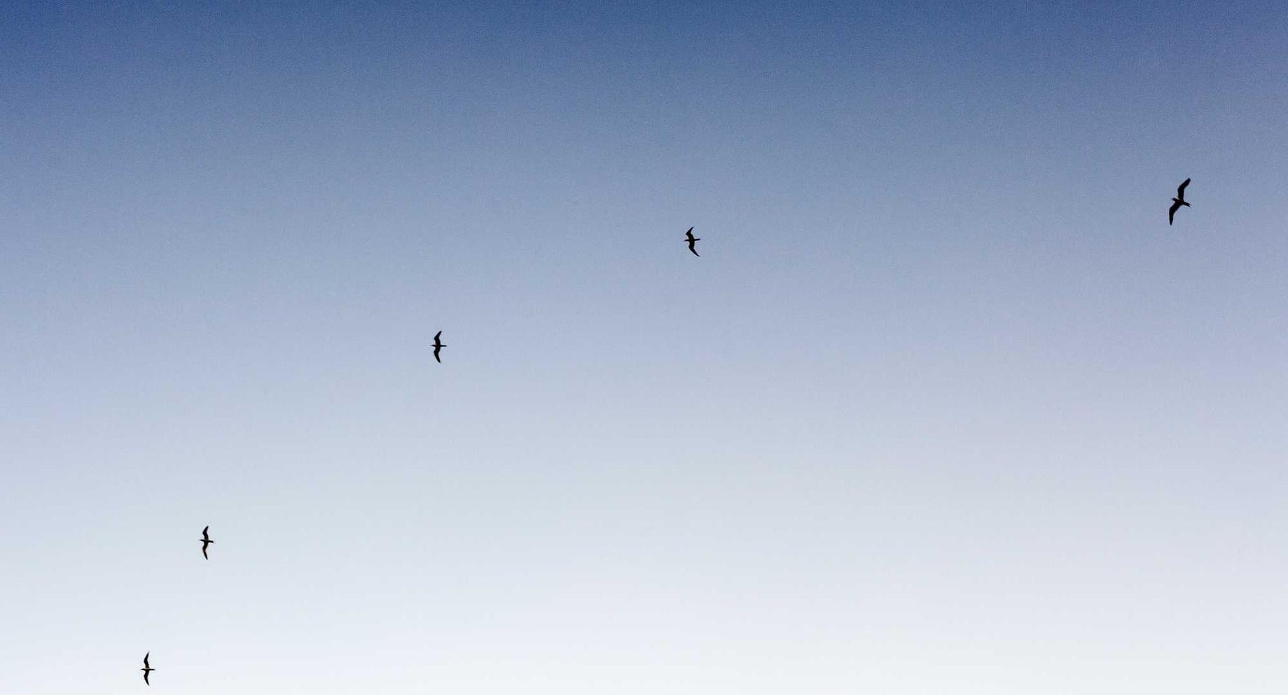 网易手机卡实名账号：oec APP详情下载教程