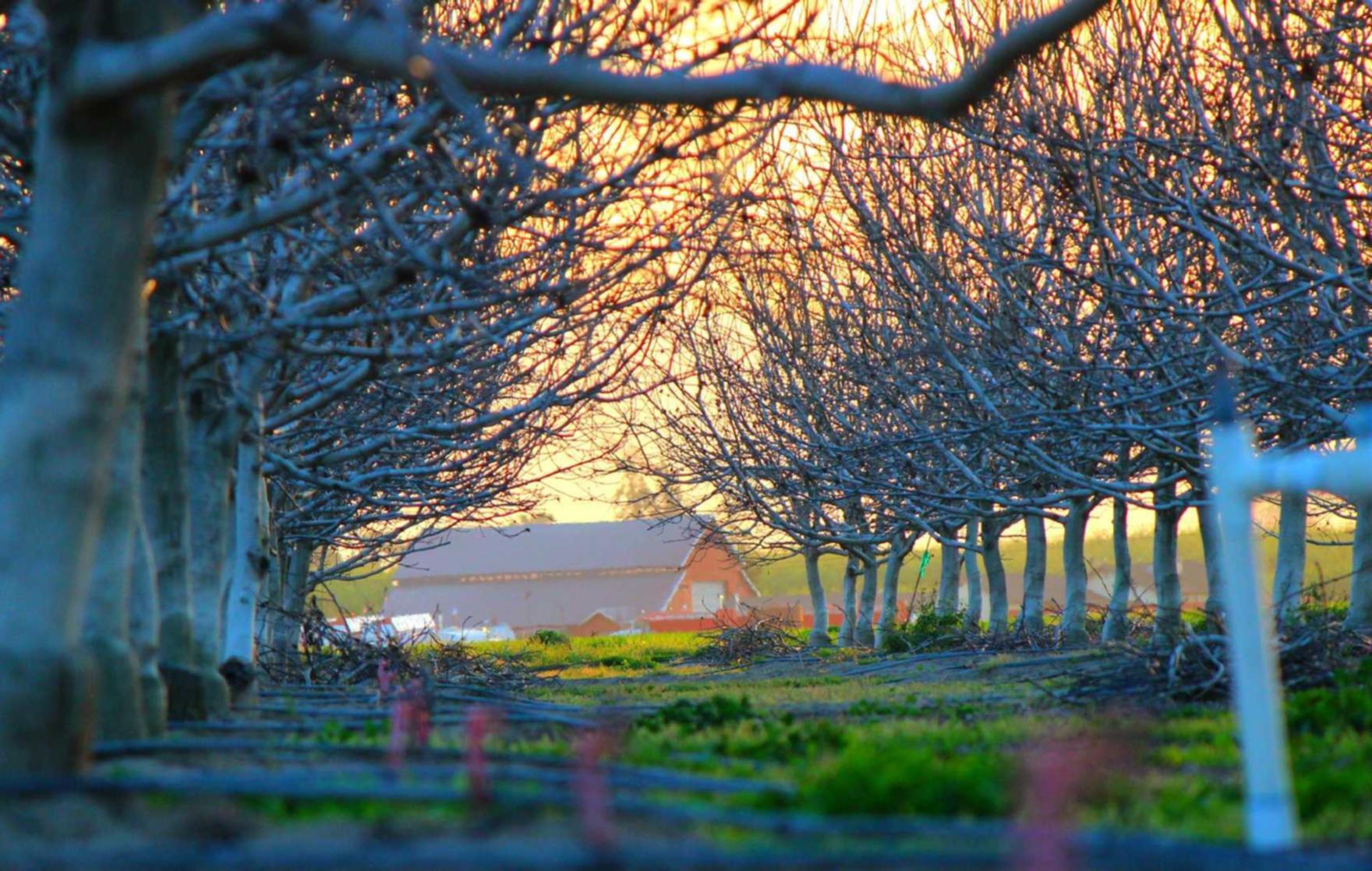 无嘴黄骆驼:详情下载教程手机app骗局