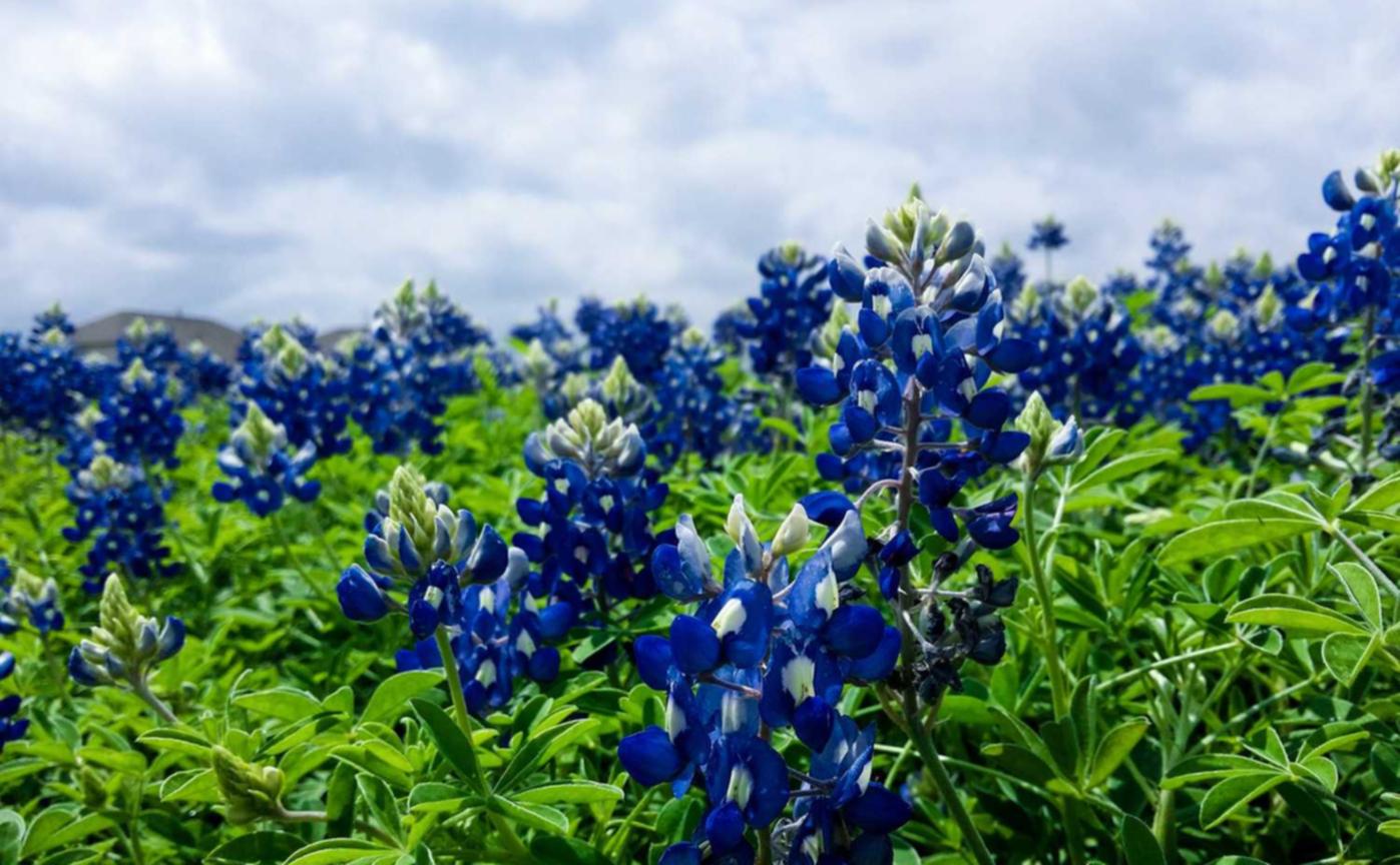 小鸟云实名账号：如何保证自己的流量卡不被盗用或失窃