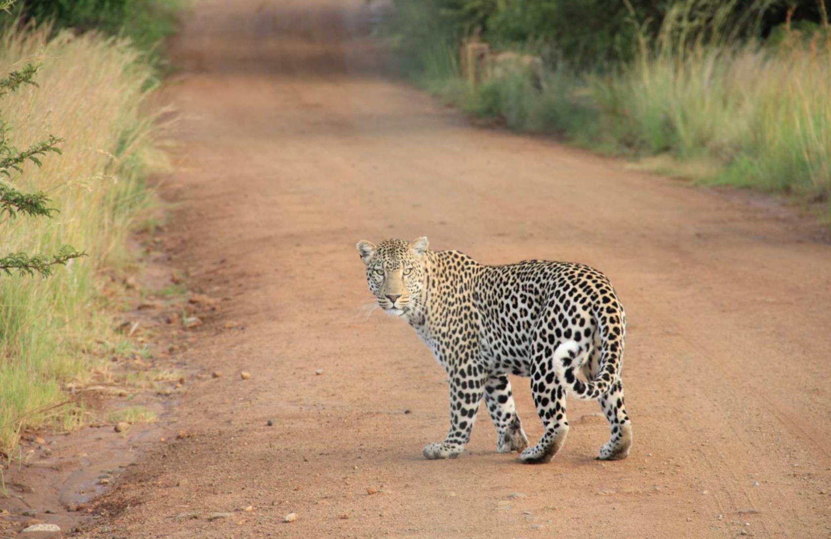 微信号出售:专辑购买平台sr