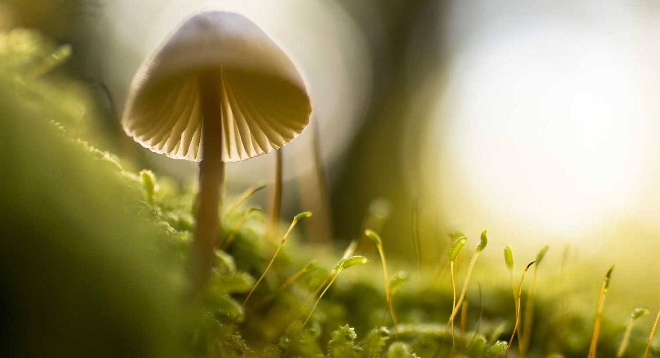 微信买号网站：如何在短信中包含个性化信息 