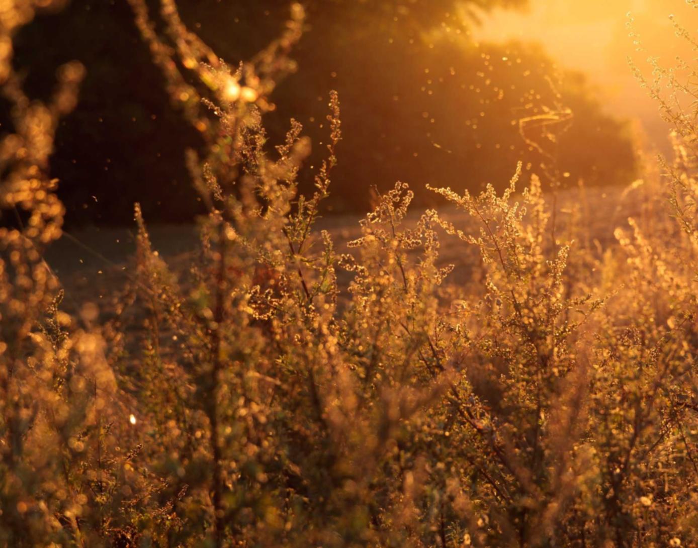 欧盟白金登喜路：顺丰金融详情下载教程app