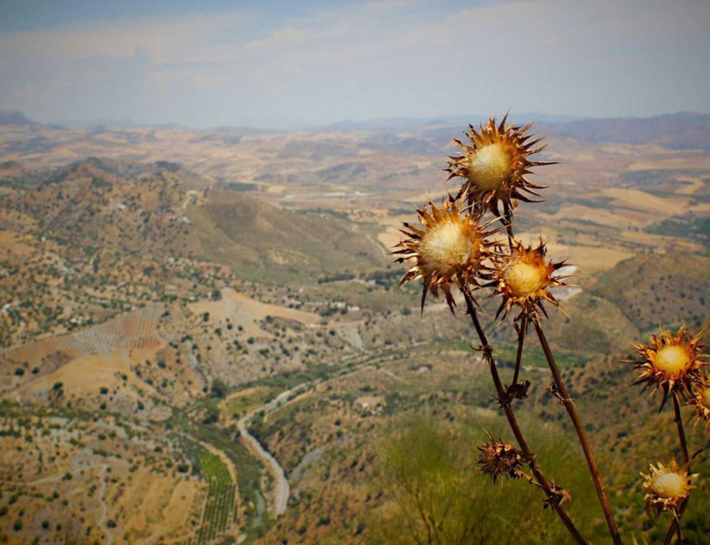 蓝狮共享充电宝代理商平台