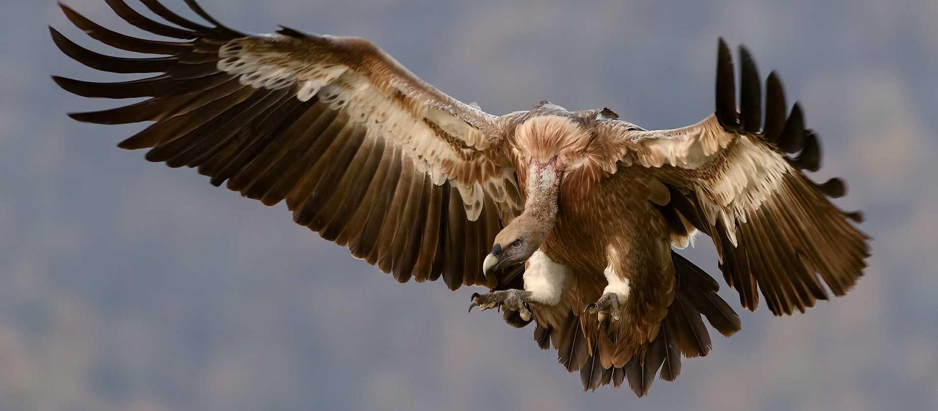 免费DDOS攻击平台|公共政策:国家如何才能更好地应对黑客威胁