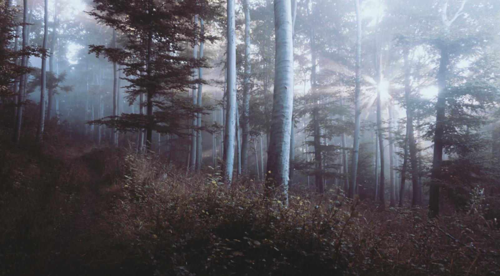 新华美育APP详情下载教程