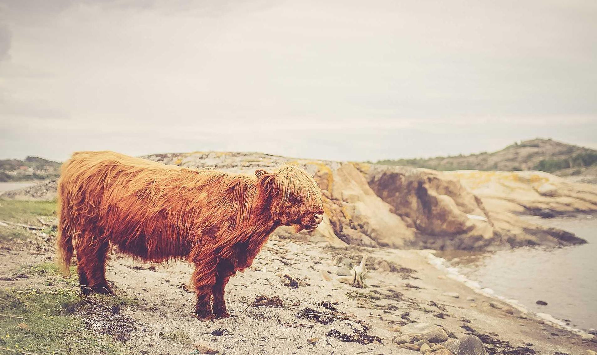 在线双语服务团队：maya模型购买平台