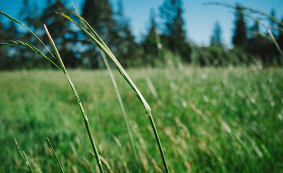 企业营销中运用直播技术的经验