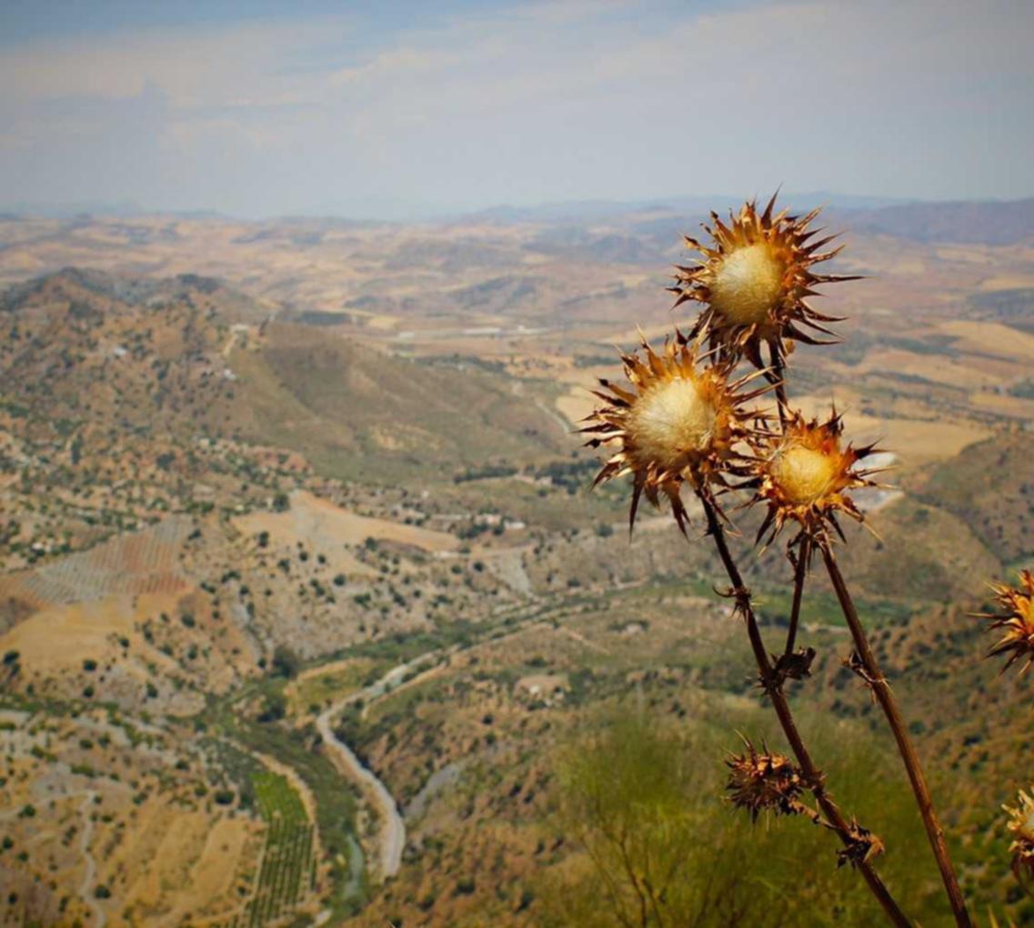 CC网页端：全局代理，畅游国际互联网！