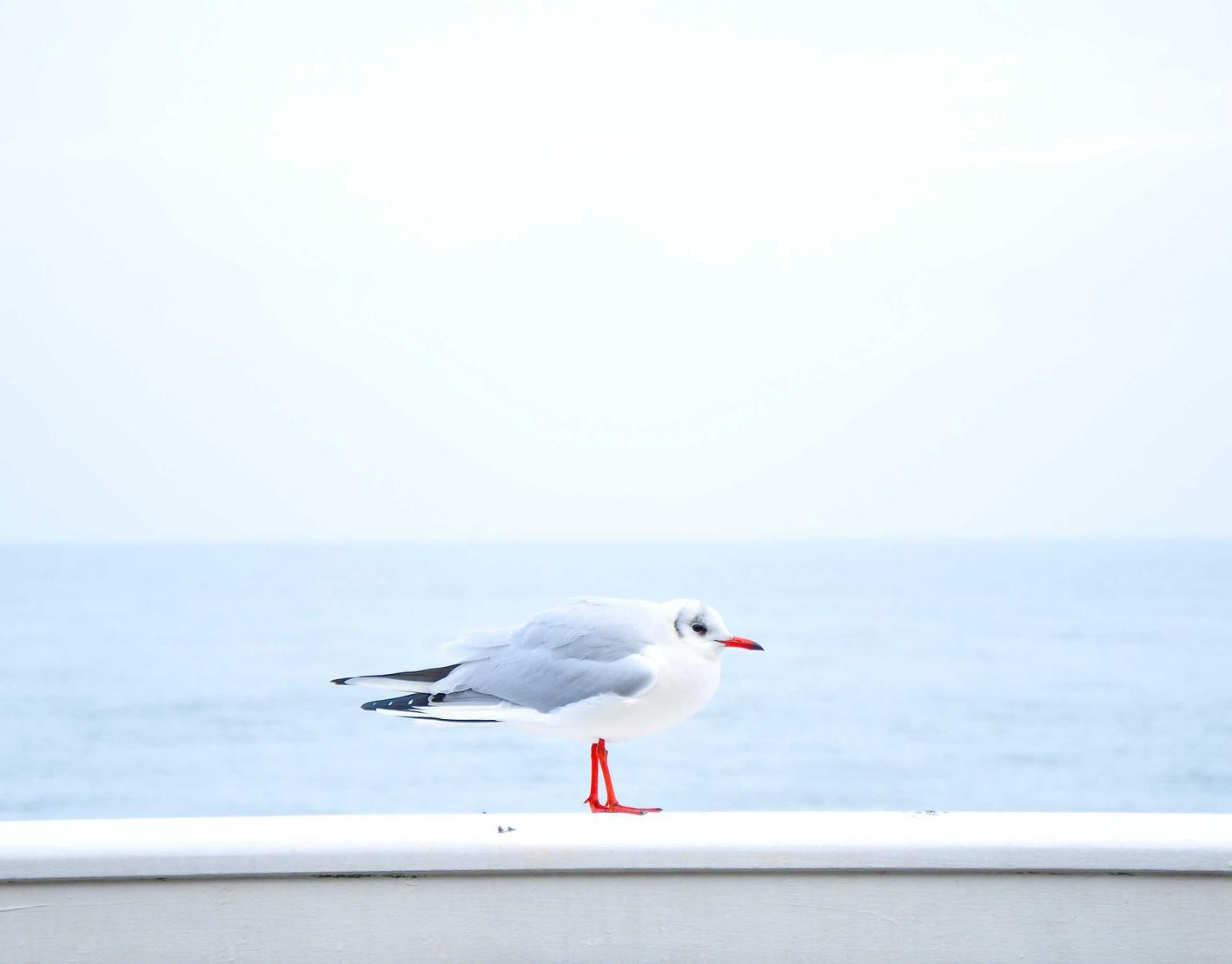 新神魔大陆：连云港企业注册代理哪家好